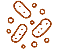 Beneficial Bacteria
