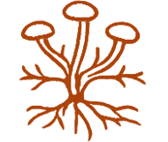 Fungi Micro