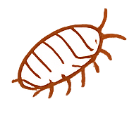 Pillbugs