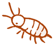 Springtail