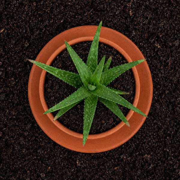 Rainspike - Plant Pot